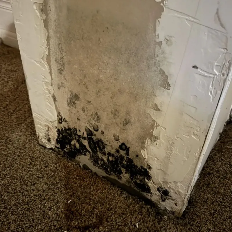 Professional Mold Removal in Rich Hill, MO